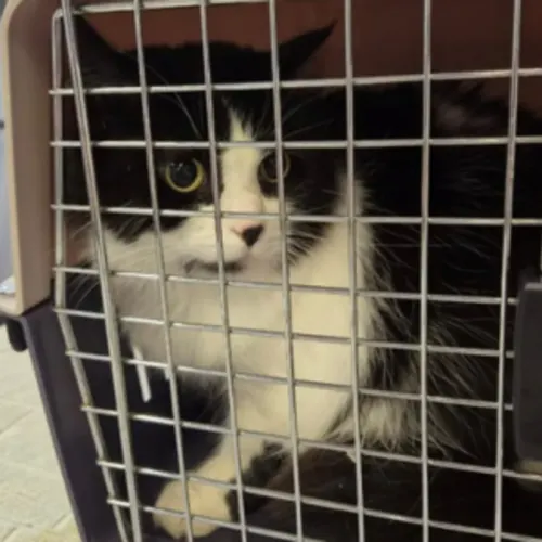 Katy - Domestic Shorthair cat available for adoption at Wollongong City Council (Wollongong Pet Connection) in Wollongong
