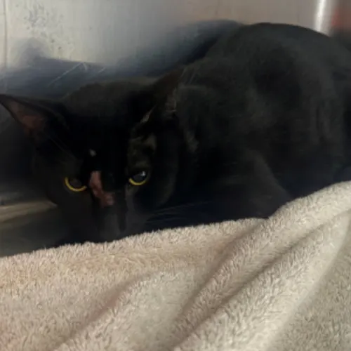 Johnny - Domestic Shorthair available for adoption in Wollongong