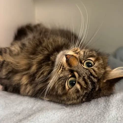 Green Sheep - Domestic Medium Hair cat available for adoption at wat djerring Animal Facility (City of Whittlesea) in Melbourne