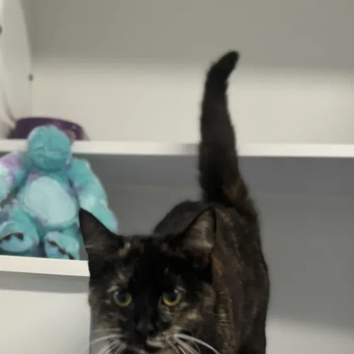 Marley - Domestic Shorthair cat available for adoption at wat djerring Animal Facility (City of Whittlesea) in Melbourne