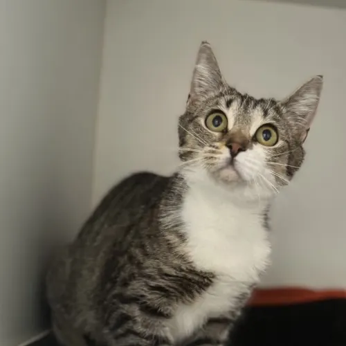 Pearl - Domestic Shorthair cat available for adoption at wat djerring Animal Facility (City of Whittlesea) in Melbourne