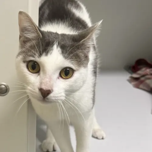 Mason - Domestic Shorthair cat available for adoption at wat djerring Animal Facility (City of Whittlesea) in Melbourne
