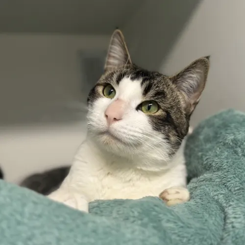 Mr Choc Chip - Domestic Shorthair cat available for adoption at wat djerring Animal Facility (City of Whittlesea) in Melbourne