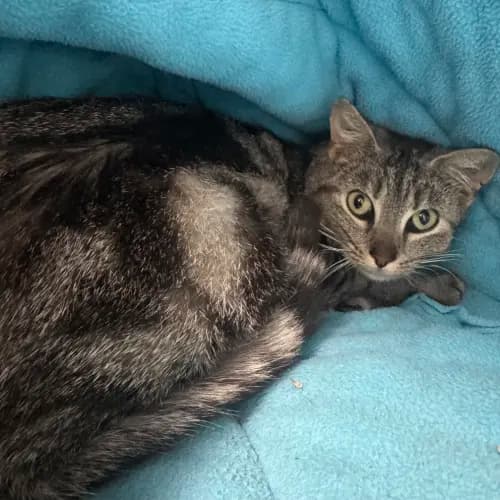 Shiloh - Domestic Shorthair cat available for adoption at wat djerring Animal Facility (City of Whittlesea) in Melbourne