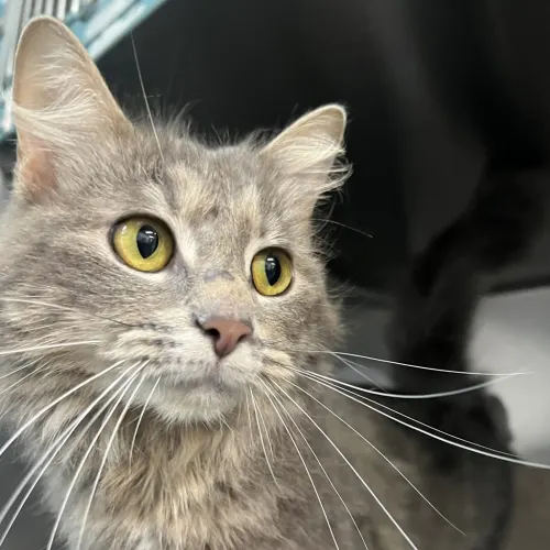 Masha - Maine Coon Mix cat available for adoption at Bendigo Animal Relief Centre (BARC) in Bendigo