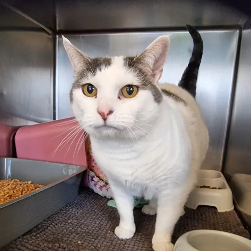 Dancer - Domestic Shorthair cat available for adoption at Ballarat Animal Shelter in Ballarat
