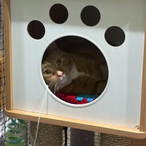 Ringo - Domestic Shorthair cat available for adoption at Ballarat Animal Shelter in Ballarat
