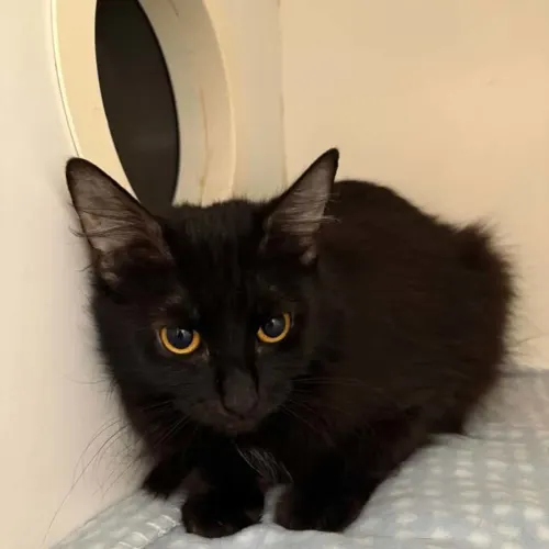 Moosya - Domestic Medium Hair cat available for adoption at Sutherland Shire Council Animal Shelter in Sydney