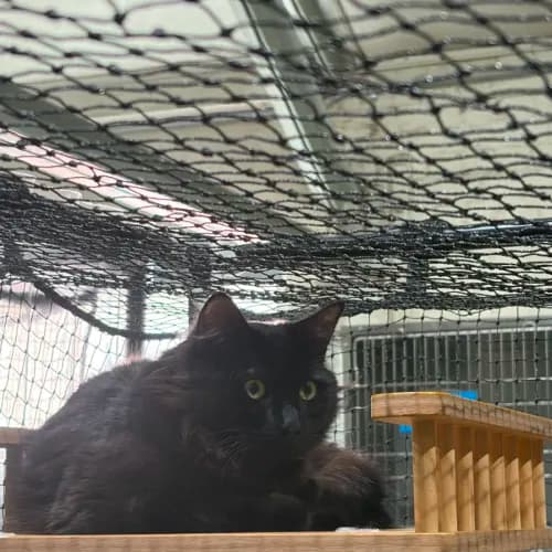 Smurf - Domestic Medium Hair cat available for adoption at Ballarat Animal Shelter in Ballarat
