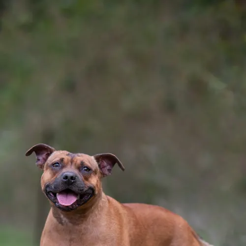Azula - Staffy Cross available for adoption in Sydney