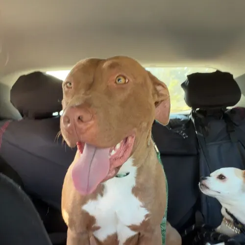 Bam Bam - Mixed Breed available for adoption in Wollongong