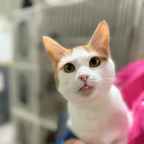 Red - Domestic Shorthair cat available for adoption at Ballarat Animal Shelter in Ballarat
