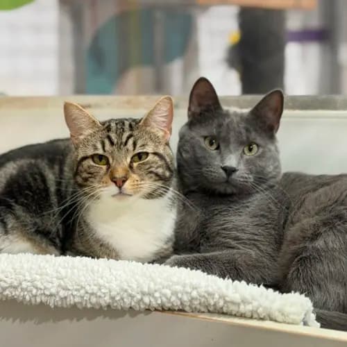 Alistair (Bonded With Sammy) - Domestic Shorthair cat available for adoption in Ballarat