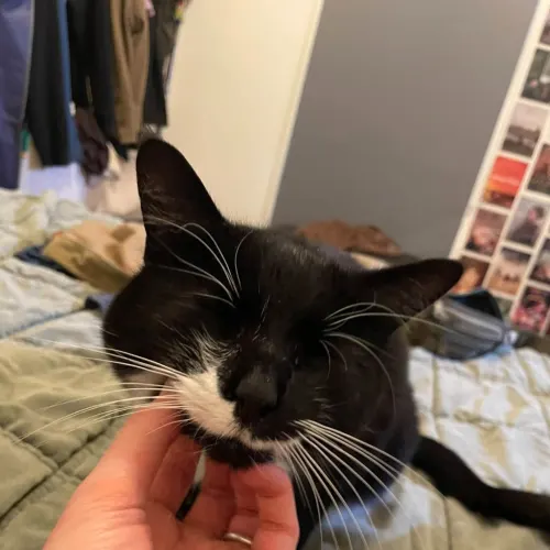 Nuggs - Domestic Shorthair Mix cat available for adoption at Second Chance Animal Rescue in Melbourne