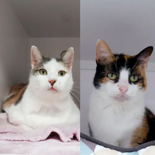 Hazel & Olive Rsta010298 - Domestic Shorthair cat available for adoption at Cat Protection Society of Victoria in Melbourne