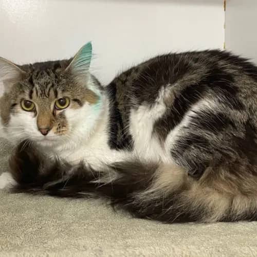 Edgar - Domestic Medium Hair cat available for adoption at The Lost Dogs' Home in Melbourne