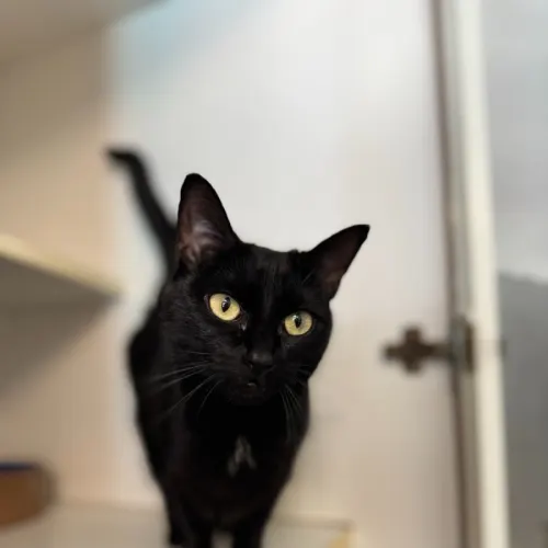 Scout - Domestic Shorthair cat available for adoption at Sutherland Shire Council Animal Shelter in Sydney
