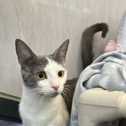 Stormy - Domestic Shorthair cat available for adoption at Bendigo Animal Relief Centre (BARC) in Bendigo