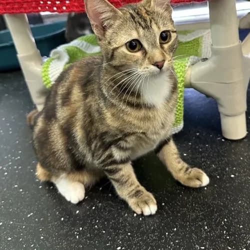 Henny - Domestic Shorthair cat available for adoption at Bendigo Animal Relief Centre (BARC) in Bendigo