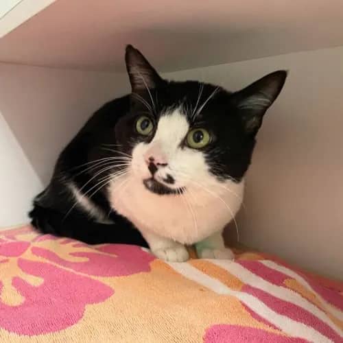 Hugh Grant - Domestic Shorthair cat available for adoption at The Lost Dogs' Home in Melbourne
