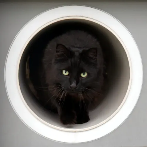 Phoenix - Domestic Longhair cat available for adoption at Cat Protection Society of Victoria in Melbourne