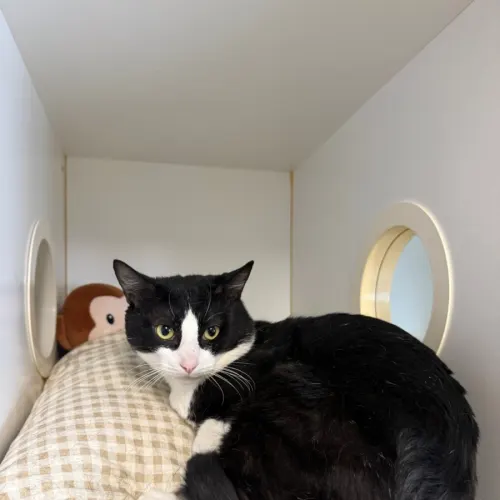 Gordon - Domestic Shorthair cat available for adoption at Sutherland Shire Council Animal Shelter in Sydney