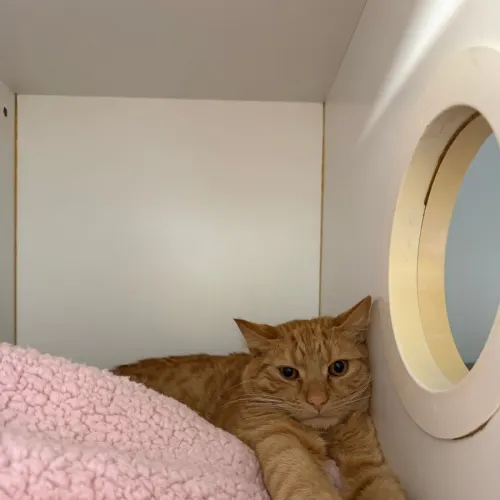 Avon - Domestic Shorthair cat available for adoption at Sutherland Shire Council Animal Shelter in Sydney