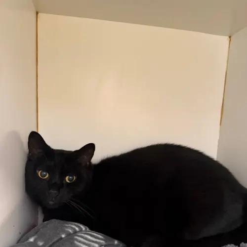 Lincoln - Domestic Shorthair cat available for adoption at Sutherland Shire Council Animal Shelter in Sydney