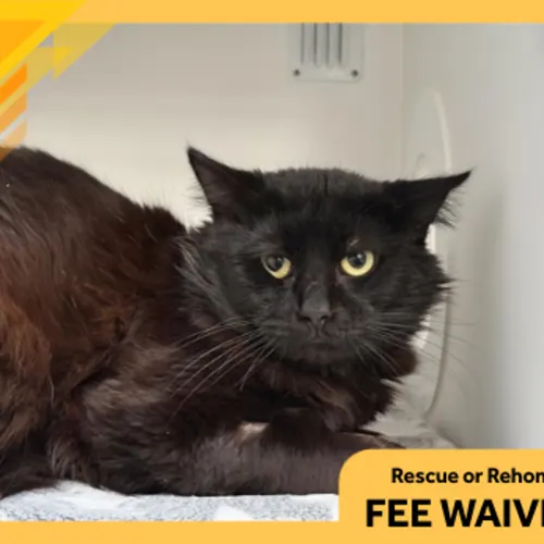 Devon - Domestic Shorthair cat available for adoption at The Lost Dogs' Home in Melbourne