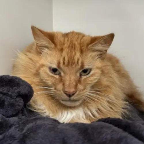 Mason - Domestic Medium Hair cat available for adoption at The Lost Dogs' Home in Melbourne