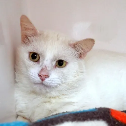 Bolt - Domestic Shorthair cat available for adoption at Cat Protection Society of Victoria in Melbourne