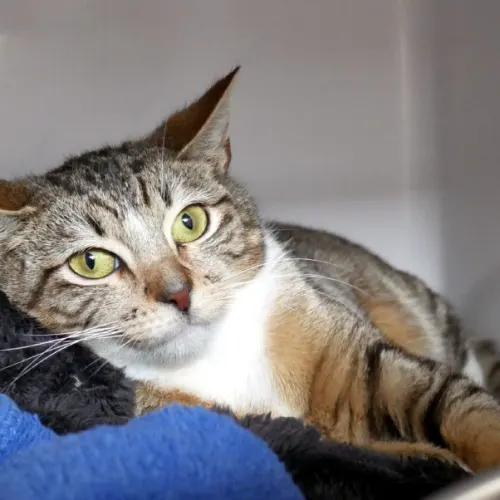 Petunia - Domestic Shorthair cat available for adoption at Cat Protection Society of Victoria in Melbourne