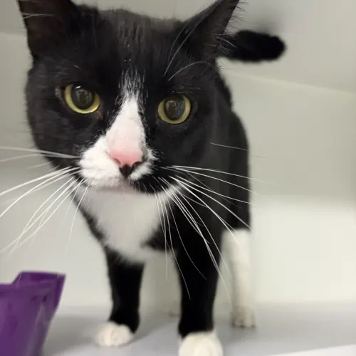 Bobby - Domestic Shorthair cat available for adoption at wat djerring Animal Facility (City of Whittlesea) in Melbourne