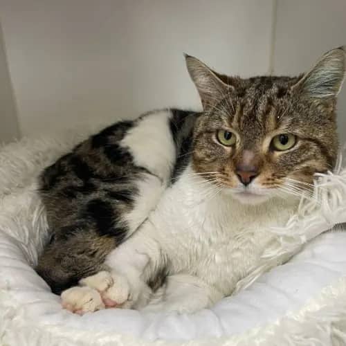 Phoenix - Domestic Shorthair cat available for adoption at The Lost Dogs' Home in Melbourne