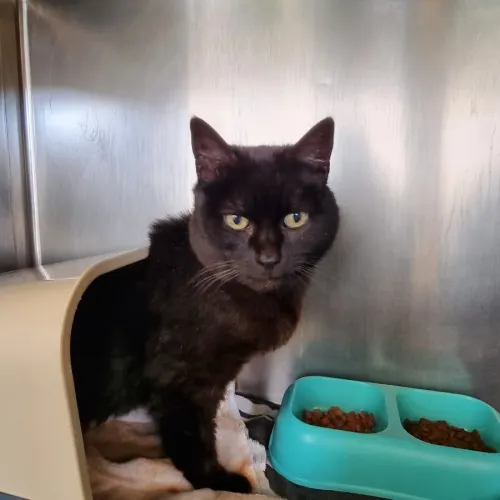 Kitty - Domestic Shorthair cat available for adoption at Ballarat Animal Shelter in Ballarat