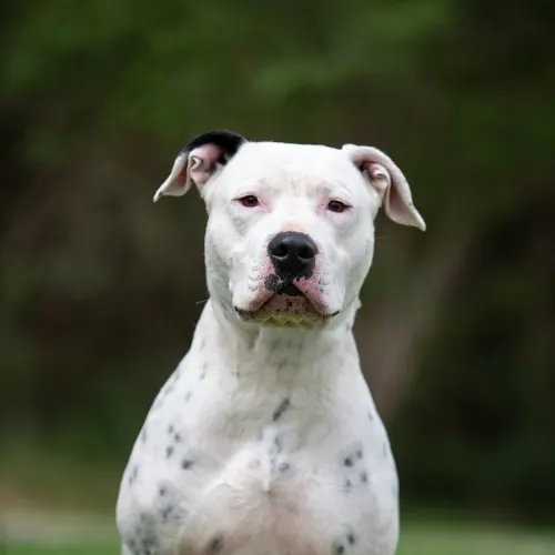 Houdini - Mixed Breed available for adoption in Sydney