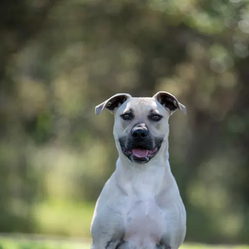 Sprockett - American Staffy Cross available for adoption in Sydney