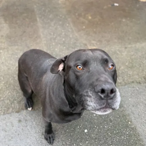 Bandit - Mixed Breed available for adoption in Ballarat