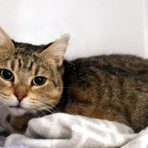 Alice - Domestic Shorthair cat available for adoption at Cat Protection Society of Victoria in Melbourne