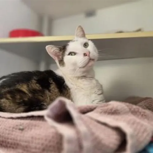 Grumpus - Domestic Shorthair cat available for adoption at The Lost Dogs' Home in Melbourne