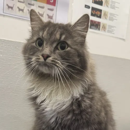 Misty - Domestic Longhair Mix cat available for adoption at wat djerring Animal Facility (City of Whittlesea) in Melbourne