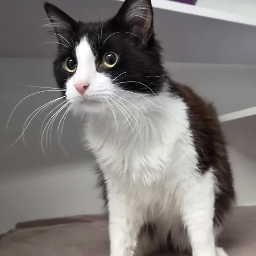 Sylvester - Domestic Medium Hair cat available for adoption at wat djerring Animal Facility (City of Whittlesea) in Melbourne