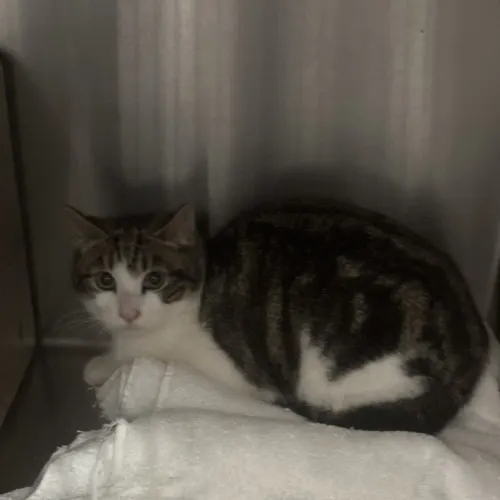 Purrcy - Domestic Shorthair cat available for adoption at wat djerring Animal Facility (City of Whittlesea) in Melbourne