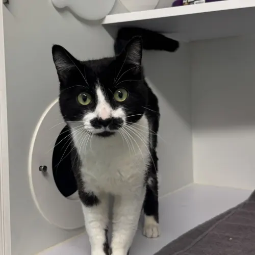 Nick Fury - Domestic Shorthair cat available for adoption at wat djerring Animal Facility (City of Whittlesea) in Melbourne