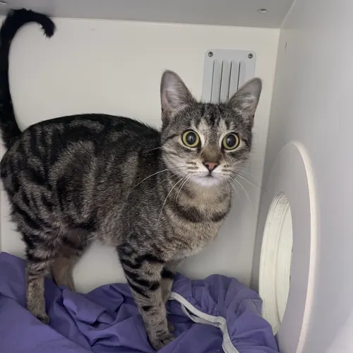 Debbie - Domestic Shorthair cat available for adoption at wat djerring Animal Facility (City of Whittlesea) in Melbourne
