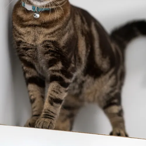 Winnie - Domestic Shorthair cat available for adoption at Hawkesbury Companion Animal Shelter in Sydney