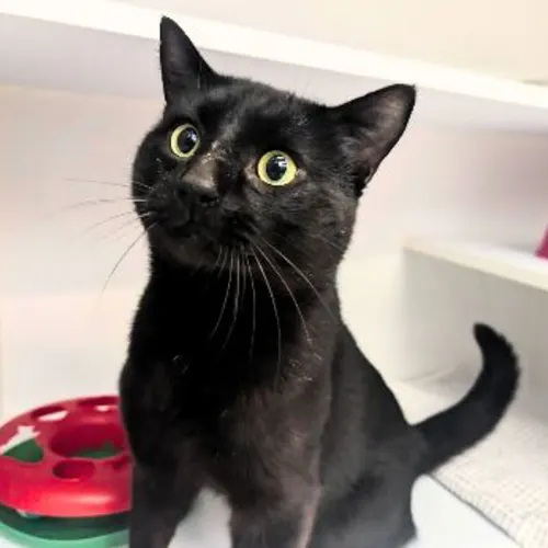 Silas - Domestic Shorthair cat available for adoption at The Lost Dogs' Home in Melbourne