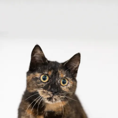 Coco - Domestic Shorthair cat available for adoption at Hawkesbury Companion Animal Shelter in Sydney