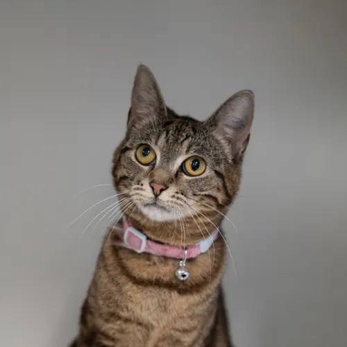 Wendy - Domestic Shorthair cat available for adoption at Hawkesbury Companion Animal Shelter in Sydney