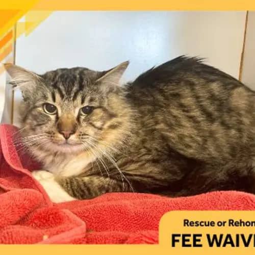 Wolfie - Domestic Medium Hair cat available for adoption at The Lost Dogs' Home in Melbourne